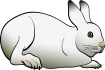 Arctic Hare