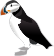 Puffin