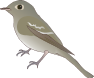 Acadian Flycatcher