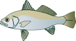 American Silver Perch