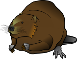 Beaver