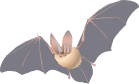 Big-eared Bat