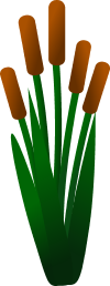 Cattails