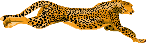 Cheetah