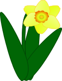 Daffodil