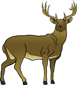 Deer