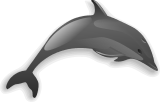 Dolphin