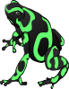 Poison Dart Frog