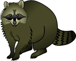 Raccoon