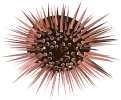 Sea Urchin