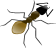 Ant