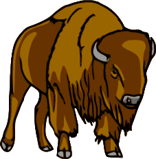 Bison