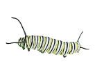 Caterpillar - Monarch