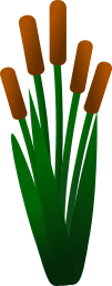 Cattails