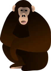 Chimpanzee