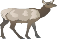 Elk