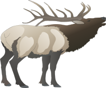 Elk