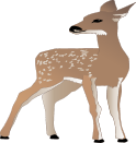 Fawn