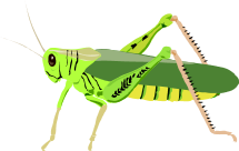 Grasshopper