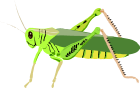 Grasshopper