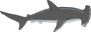 Hammerhead Shark