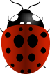 Ladybug