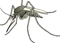 Mosquito