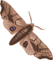 Moth