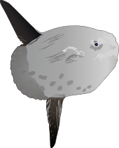 Ocean Sunfish