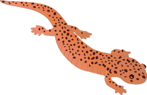 Red Salamander