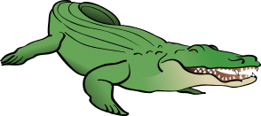 Alligator