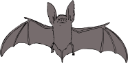 Bat