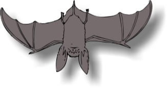 Bat