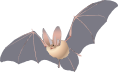 Big-eared Bat