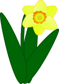 Daffodil