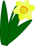 Daffodil