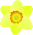 daffodil