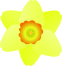 daffodil