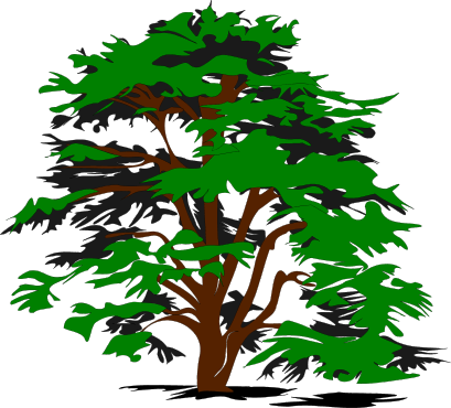 Deciduous Tree