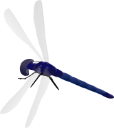 Dragonfly