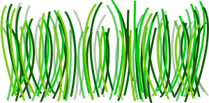 Grass