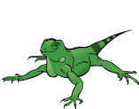 Iguana