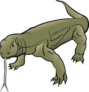 Komodo Dragon