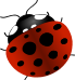 Ladybug