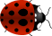 Ladybug