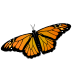 Monarch Butterfly