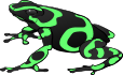 Poison Dart Frog