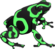 Poison Dart Frog