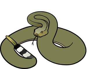 Rattlesnake