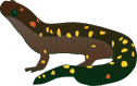 Spotted Salamander